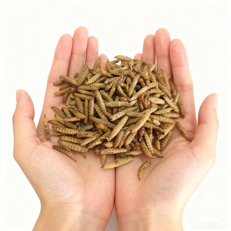 Whole Dried Black Soldier Fly Larvae for Pet Food
